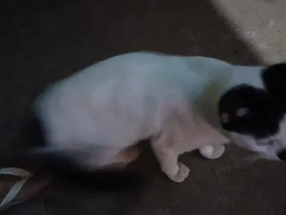 Gato raça SRD-ViraLata idade 2 a 6 meses nome dandan