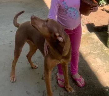 Cachorro raça SRD-ViraLata idade 1 ano nome Mel