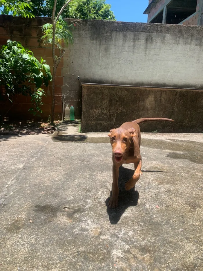 Cachorro raça SRD-ViraLata idade 1 ano nome Mel