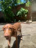 Mel