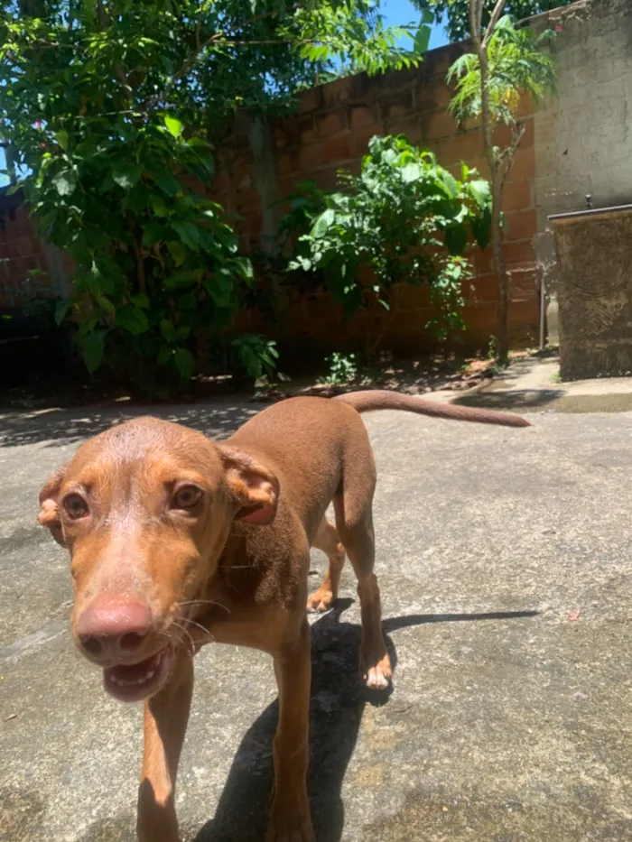 Cachorro raça SRD-ViraLata idade 1 ano nome Mel