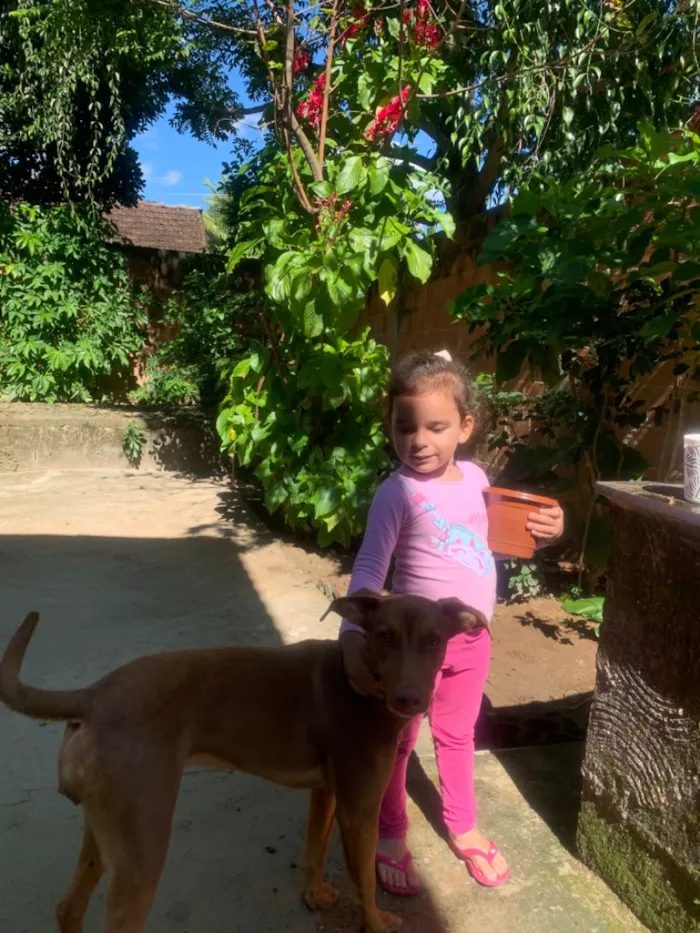 Cachorro raça SRD-ViraLata idade 1 ano nome Mel
