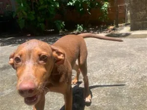 Cachorro raça SRD-ViraLata idade 1 ano nome Mel
