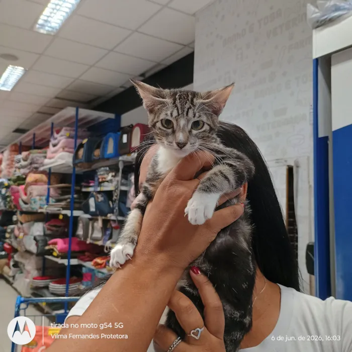 Gato raça SRD-ViraLata idade 2 a 6 meses nome Lulu