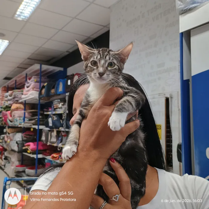 Gato raça SRD-ViraLata idade 2 a 6 meses nome Lulu
