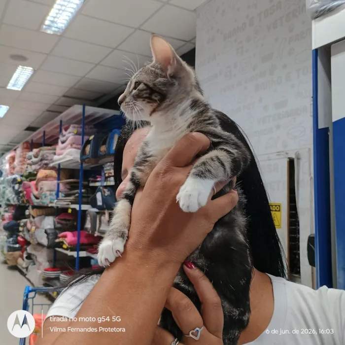 Gato raça SRD-ViraLata idade 2 a 6 meses nome Lulu