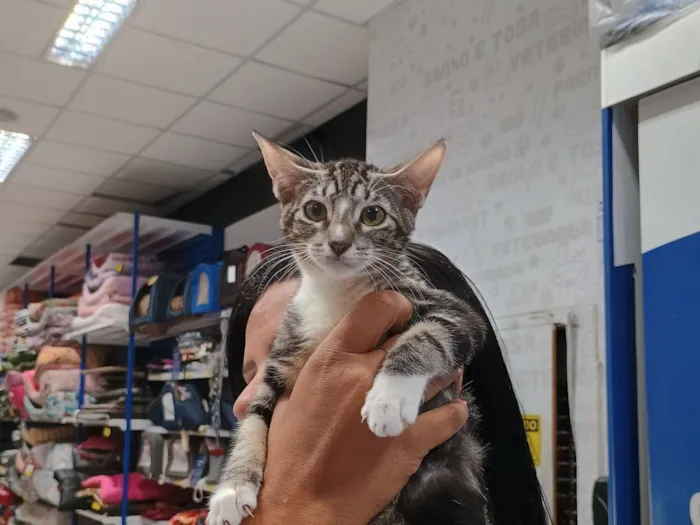 Gato raça SRD-ViraLata idade 2 a 6 meses nome Lulu