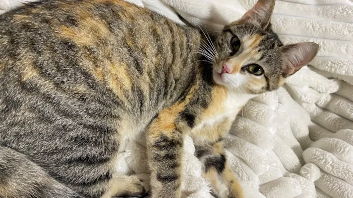 Gato raça SRD-ViraLata idade 7 a 11 meses nome Lily