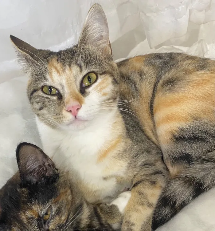 Gato raça SRD-ViraLata idade 7 a 11 meses nome Lily