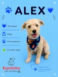Alex