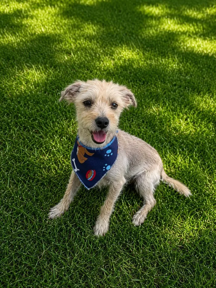 Cachorro raça SRD-ViraLata idade 7 a 11 meses nome Alex