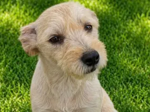 Cachorro raça SRD-ViraLata idade 7 a 11 meses nome Alex