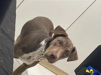 Cachorro raça SRD-ViraLata idade 7 a 11 meses nome Ravenna