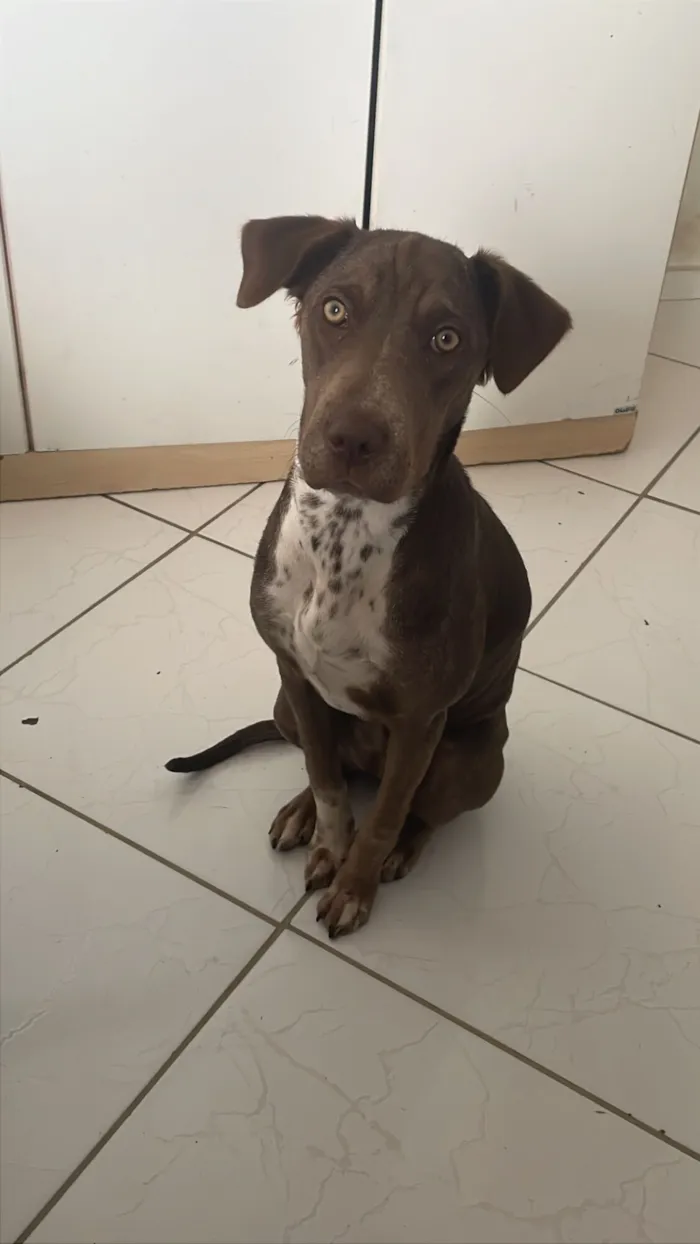 Cachorro raça SRD-ViraLata idade 7 a 11 meses nome Ravenna