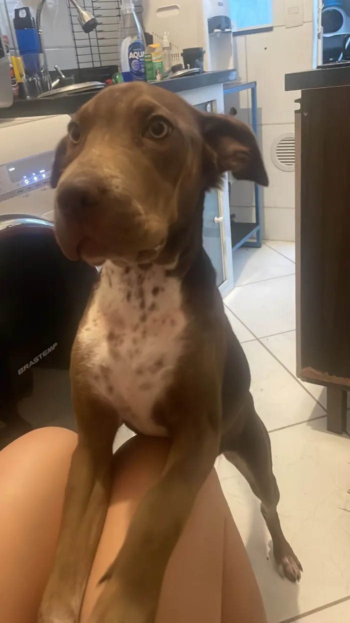 Cachorro raça SRD-ViraLata idade 7 a 11 meses nome Ravenna