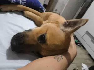 Cachorro raça SRD-ViraLata idade 2 anos nome Alice 