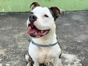 Cachorro raça SRD-ViraLata idade 1 ano nome Jade