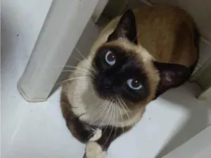 Gato raça Siamês idade 2 anos nome Morena