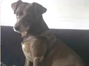 Cachorro raça SRD-ViraLata idade 6 ou mais anos nome Becksson