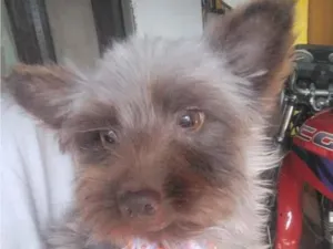 Cachorro raça SRD-ViraLata idade 4 anos nome Hércules 