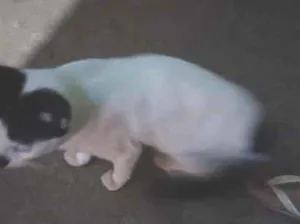 Gato raça SRD-ViraLata idade 2 a 6 meses nome dandan