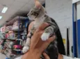 Lulu