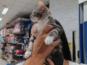 Gato raça SRD-ViraLata idade 2 a 6 meses nome Lulu