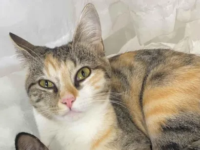 Gato raça SRD-ViraLata idade 7 a 11 meses nome Lily