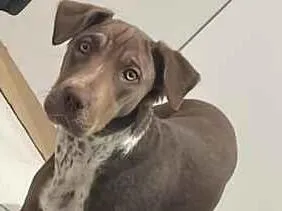 Cachorro raça SRD-ViraLata idade 7 a 11 meses nome Ravenna