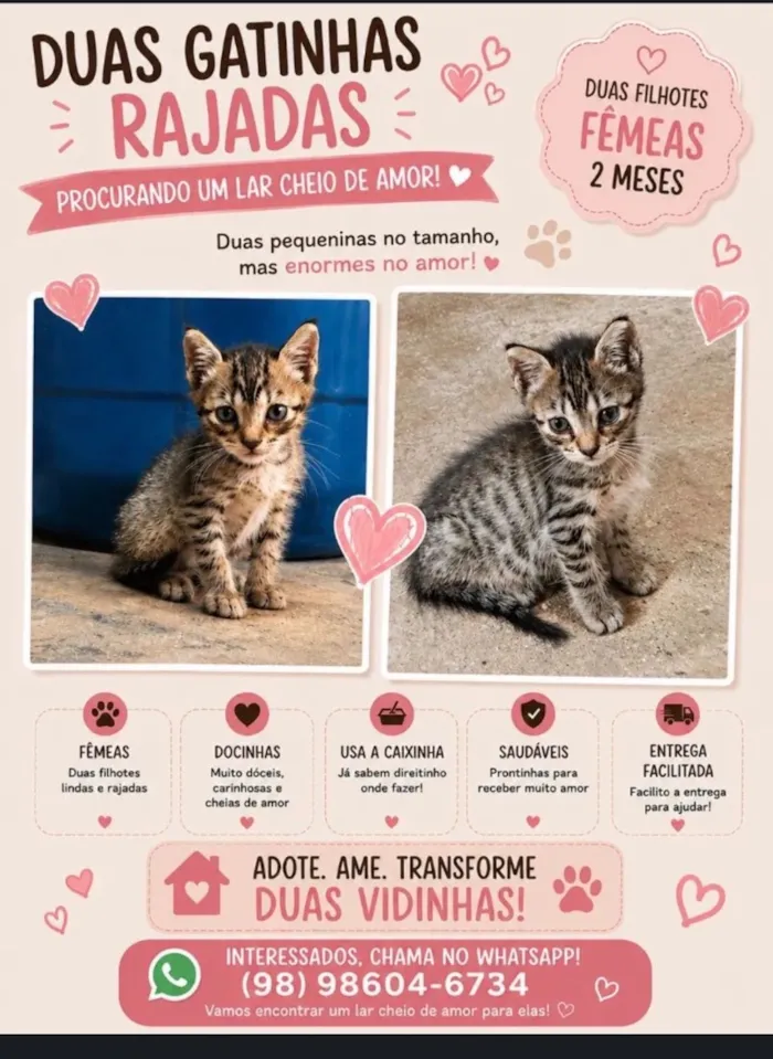 Gato raça SRD-ViraLata idade 2 a 6 meses nome Rajadinhas 