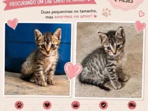 Gato raça SRD-ViraLata idade 2 a 6 meses nome Rajadinhas 