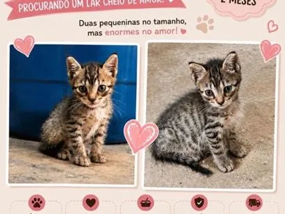 Gato raça SRD-ViraLata idade 2 a 6 meses nome Rajadinhas 
