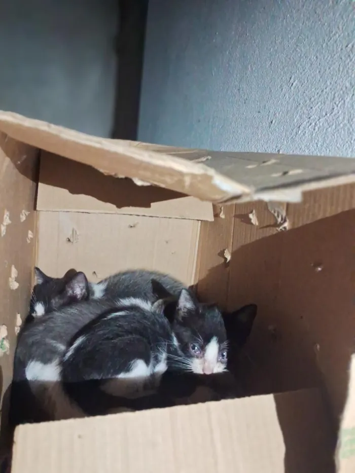 Gato raça SRD-ViraLata idade Abaixo de 2 meses nome sem nome ainda 