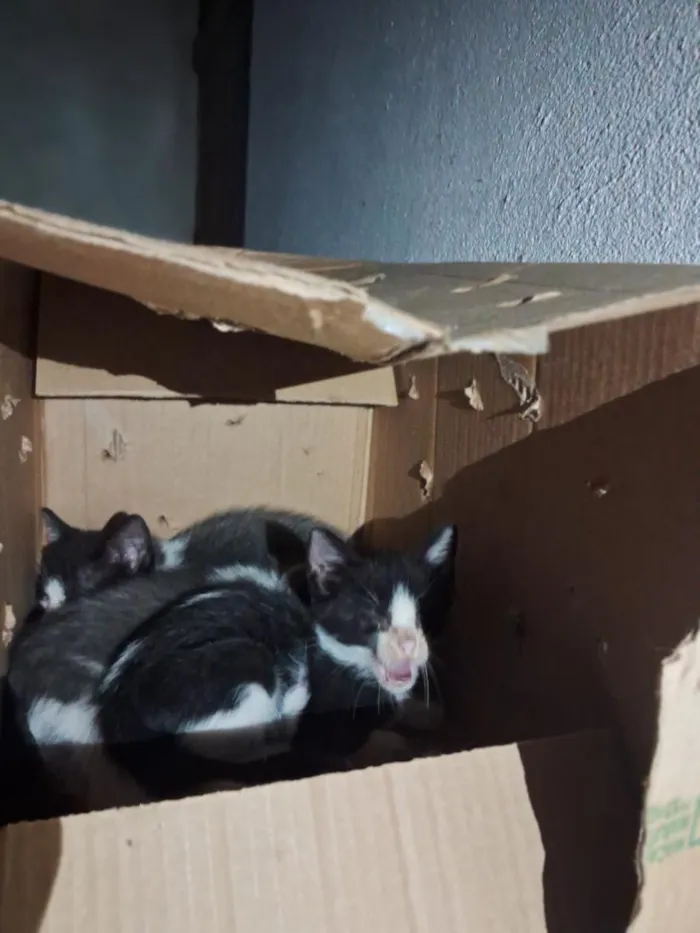 Gato raça SRD-ViraLata idade Abaixo de 2 meses nome sem nome ainda 