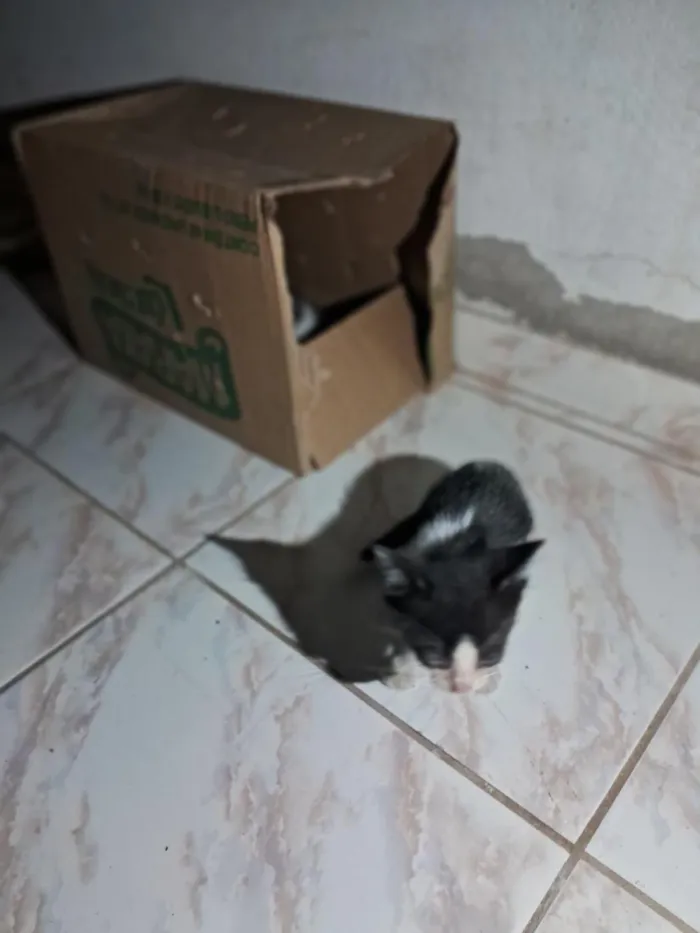 Gato raça SRD-ViraLata idade Abaixo de 2 meses nome sem nome ainda 
