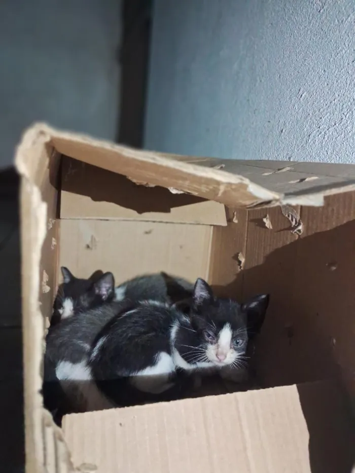 Gato raça SRD-ViraLata idade Abaixo de 2 meses nome sem nome ainda 
