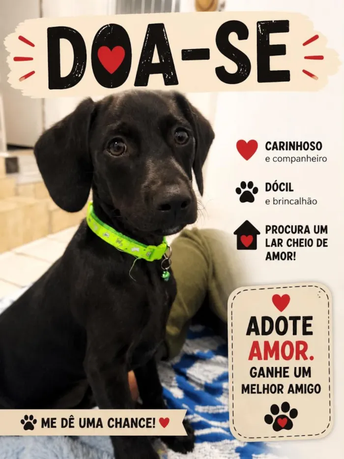 Cachorro raça  idade 2 a 6 meses nome Boby