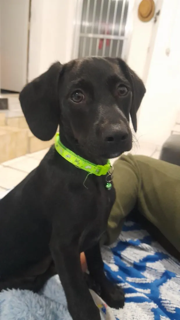 Cachorro raça  idade 2 a 6 meses nome Boby