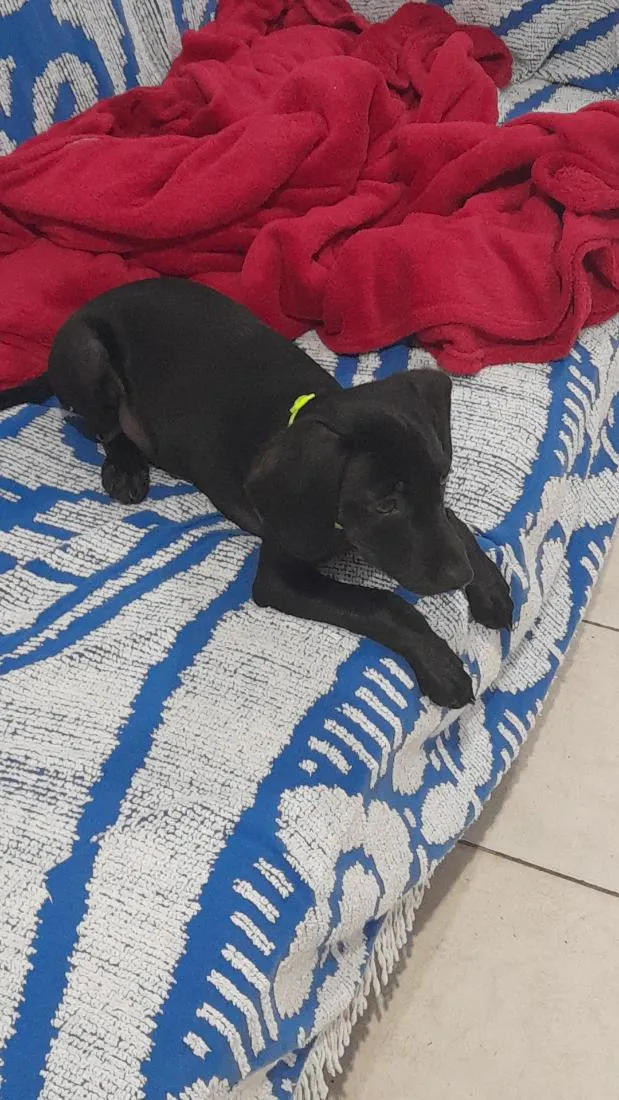 Cachorro raça  idade 2 a 6 meses nome Boby