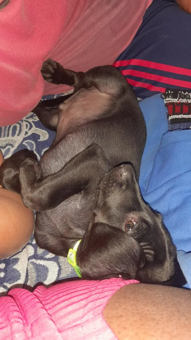 Cachorro raça  idade 2 a 6 meses nome Boby