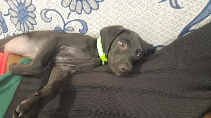 Cachorro raça  idade 2 a 6 meses nome Boby