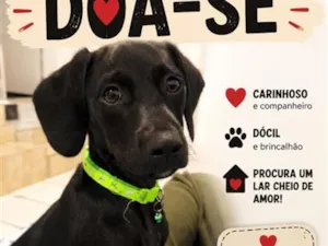 Cachorro raça  idade 2 a 6 meses nome Boby