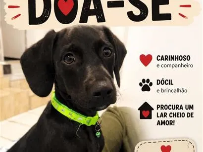 Cachorro raça  idade 2 a 6 meses nome Boby