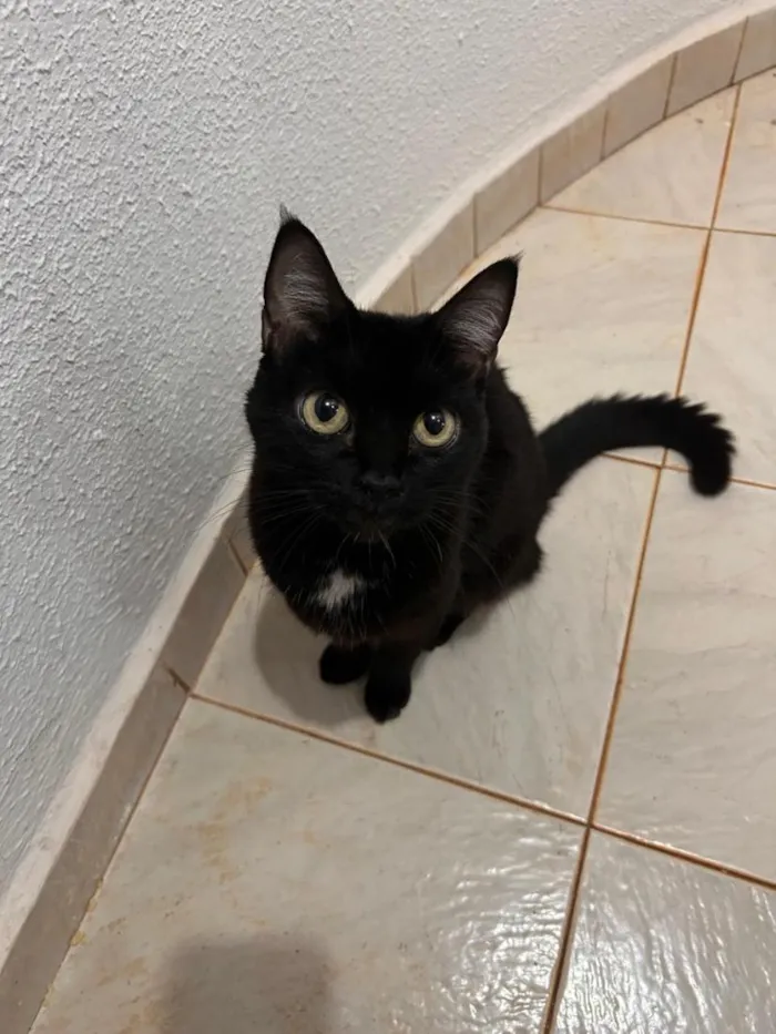 Gato raça SRD-ViraLata idade 2 anos nome Shira