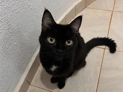 Gato raça SRD-ViraLata idade 2 anos nome Shira