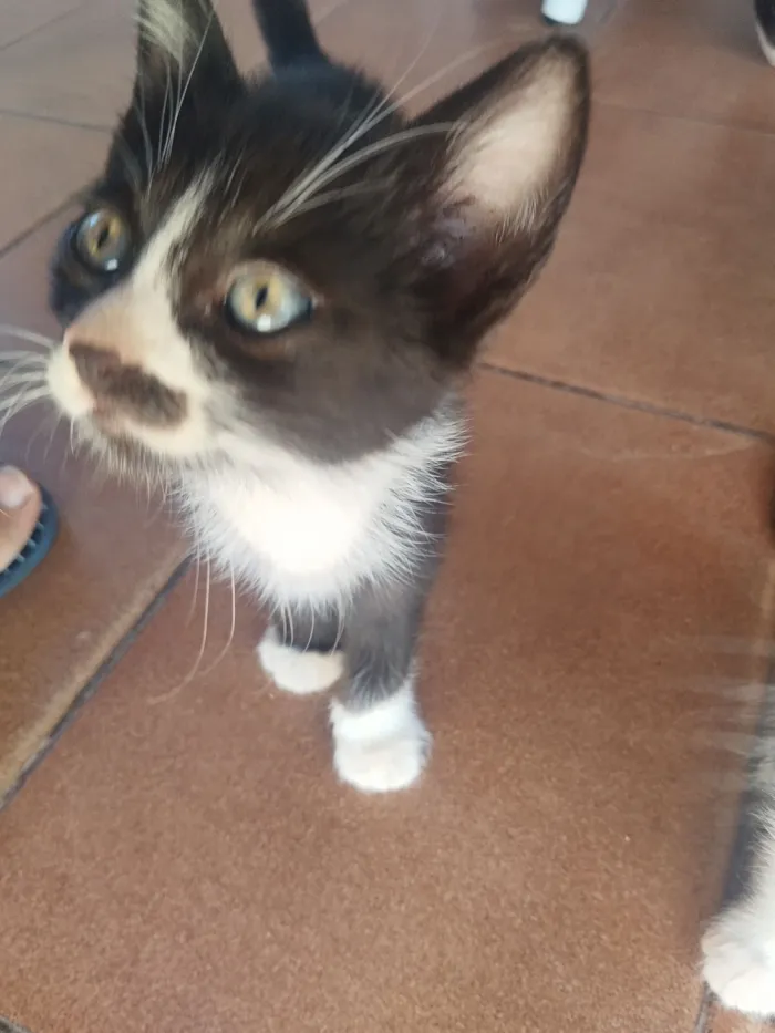 Gato raça SRD-ViraLata idade 2 a 6 meses nome Filhote fêmea, filhote macho