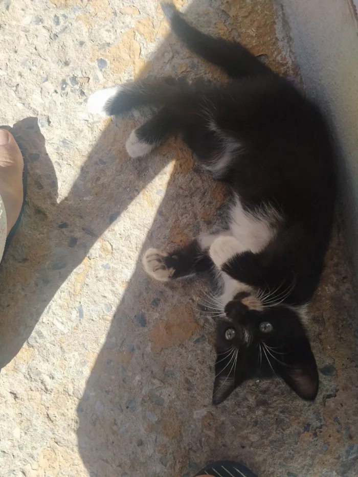 Gato raça SRD-ViraLata idade 2 a 6 meses nome Filhote fêmea, filhote macho