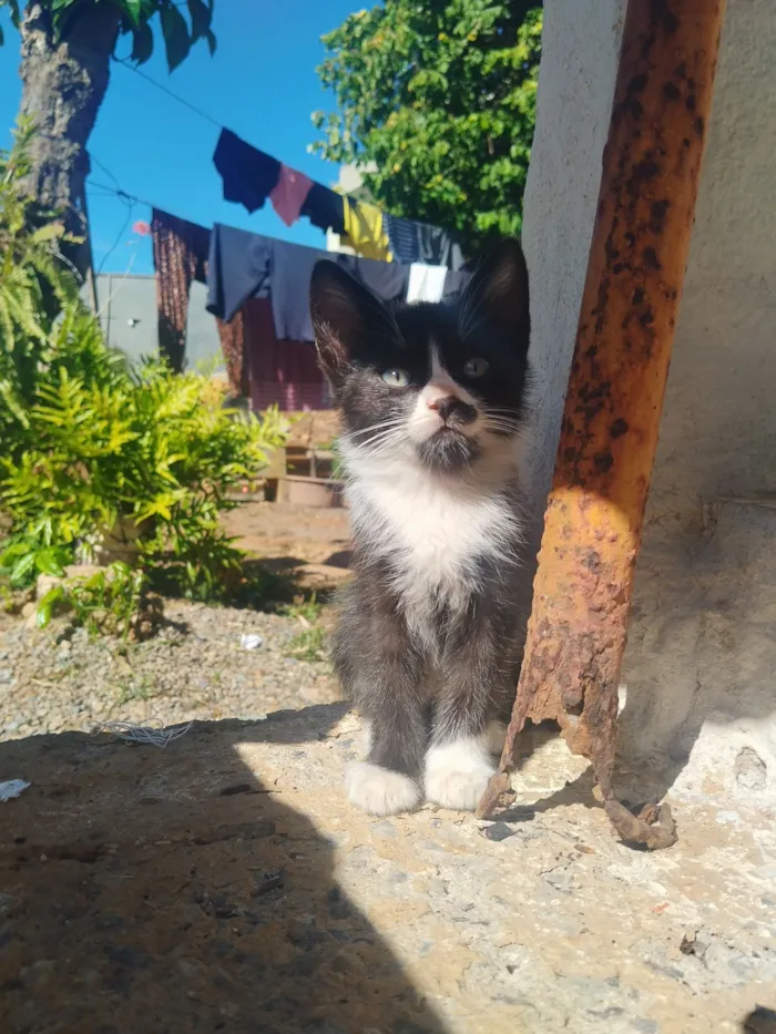 Gato raça SRD-ViraLata idade 2 a 6 meses nome Filhote fêmea, filhote macho