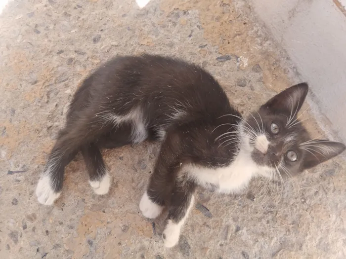 Gato raça SRD-ViraLata idade 2 a 6 meses nome Filhote fêmea, filhote macho