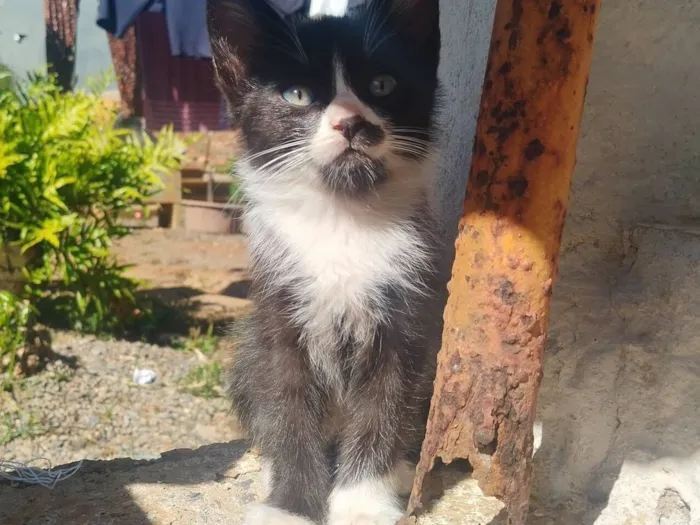 Gato raça SRD-ViraLata idade 2 a 6 meses nome Filhote fêmea, filhote macho